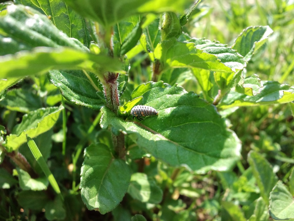 てんとう虫のさなぎ大量発生 古本屋こまどり 安心丁寧な古本買取 ブルーレイ Dvd Cd ゲーム おもちゃの買取も古本屋こまどりへ