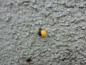羽化直後の黄色いてんとう虫